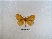 藏品(淡紋枯葉蛾)的圖片